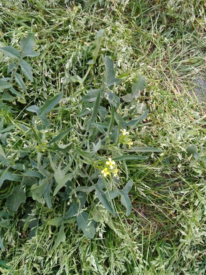 Erysimum repandum flower