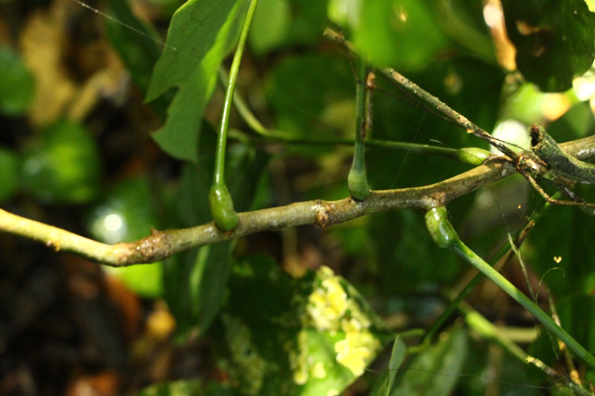 Millettia psilopetala bark
