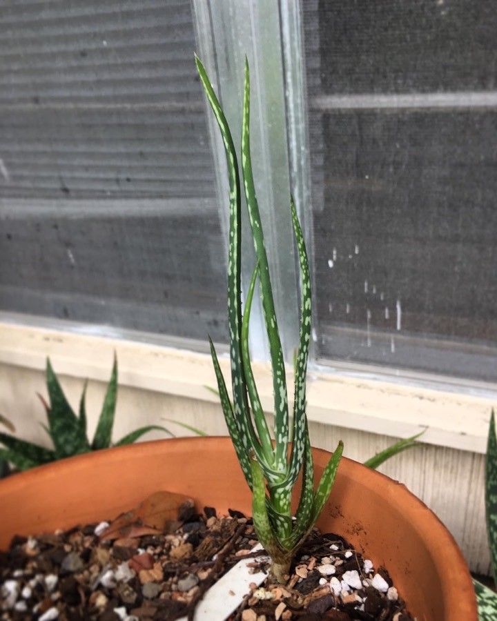 Aloe rivierei — search result for 'Aloe'