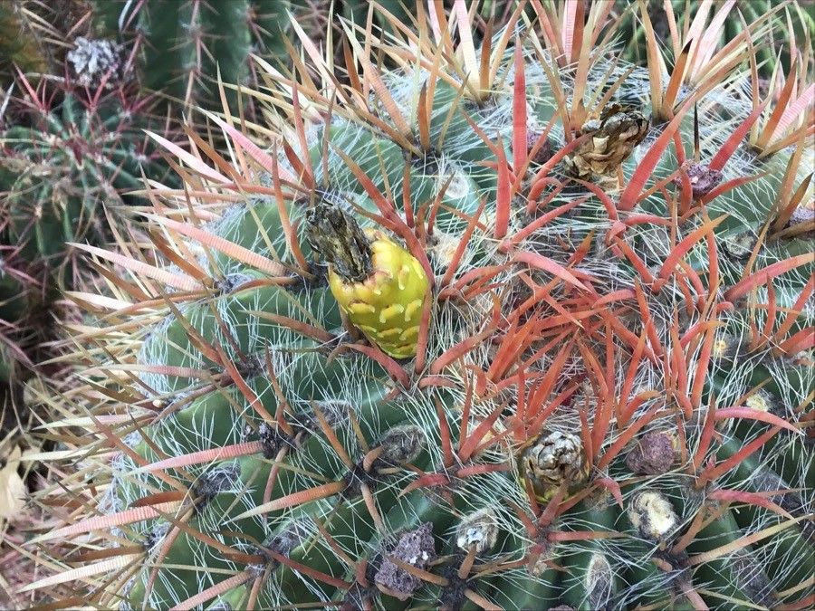 Ferocactus pilosus fruit
