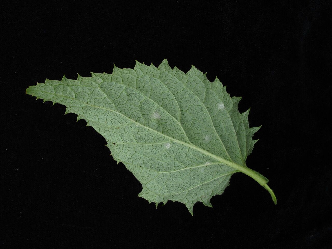 Scrophularia pauciflora other