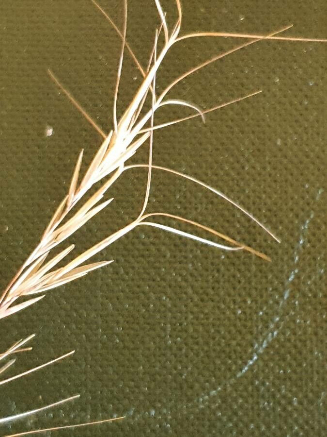 Aristida adscensionis fruit