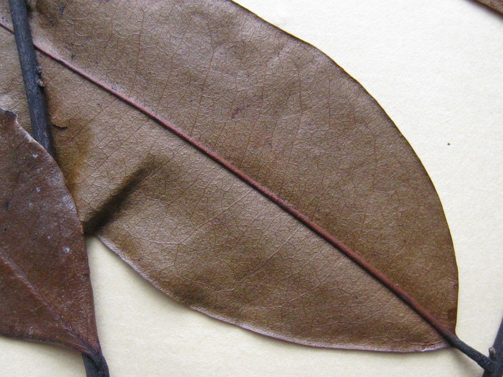 Guatteria schomburgkiana other