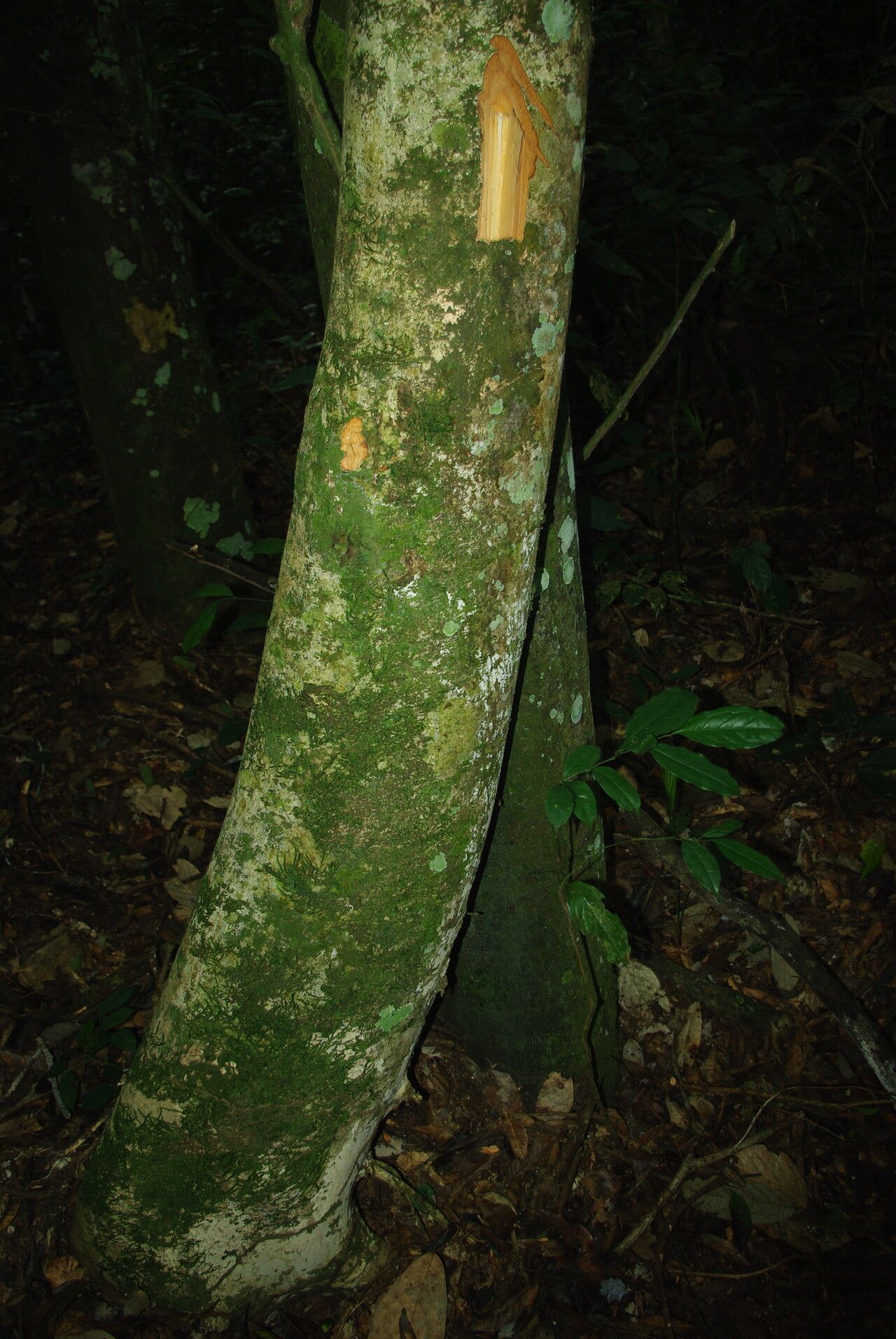 Xylopia cupularis bark