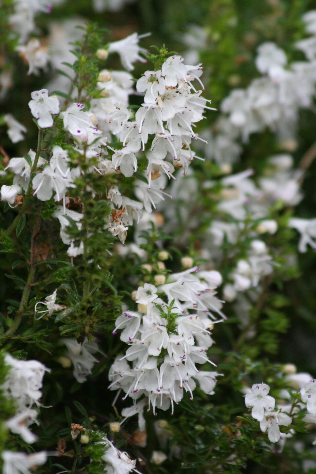 Satureja spicigera flower