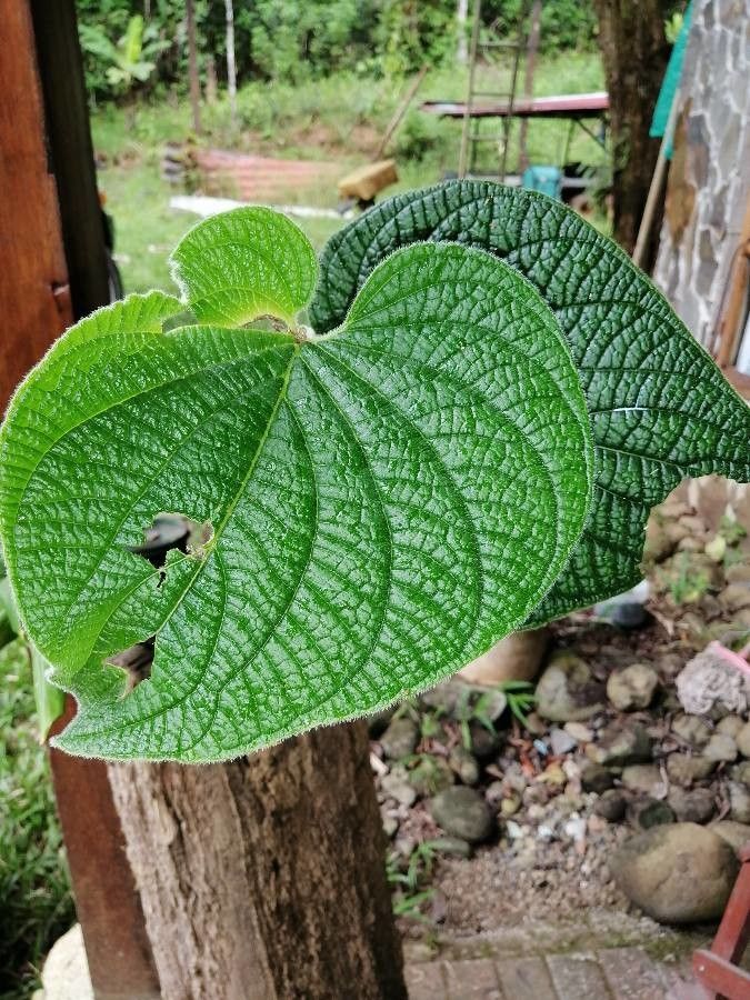 Dioscorea hondurensis — houseplant care guide