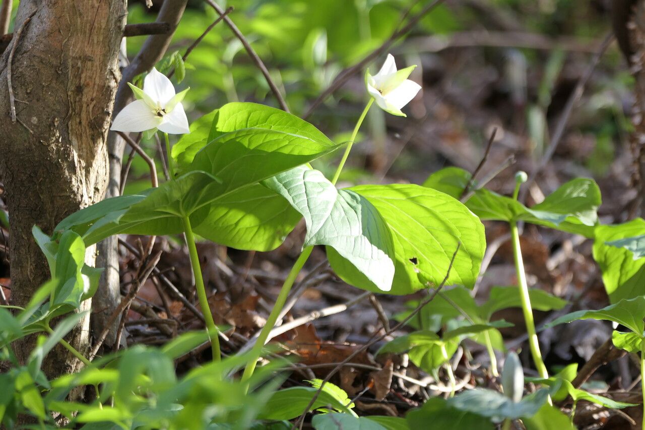 Trillium simile habit
