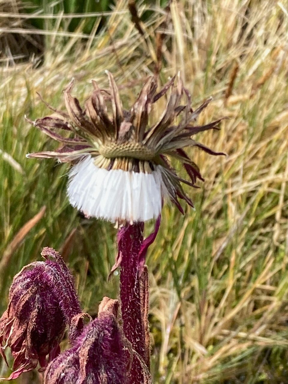Senecio formosus fruit