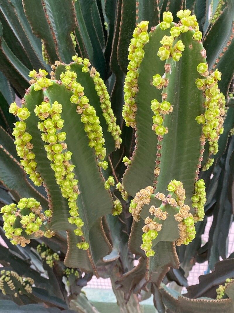 Euphorbia murielii flower