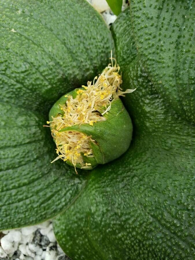 Massonia depressa flower