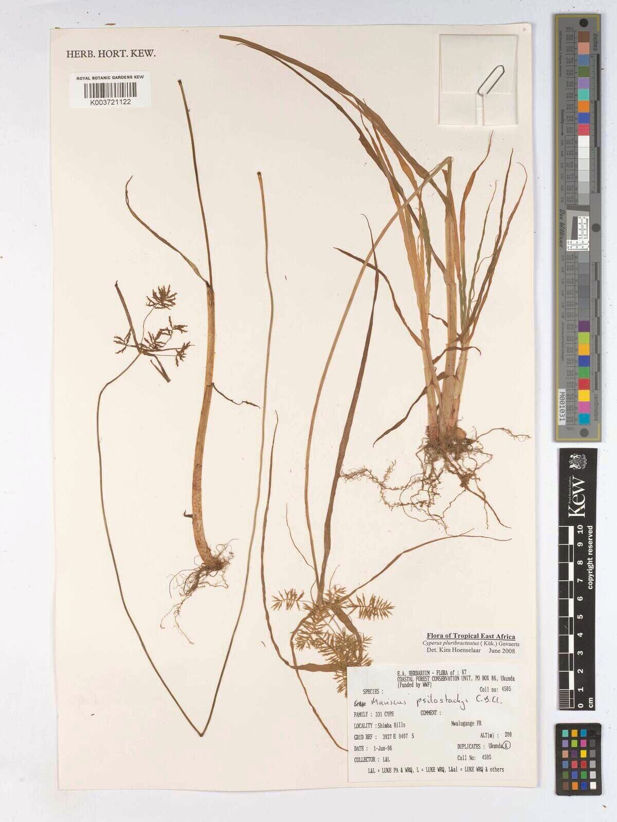 Cyperus trigonellus — houseplant care guide