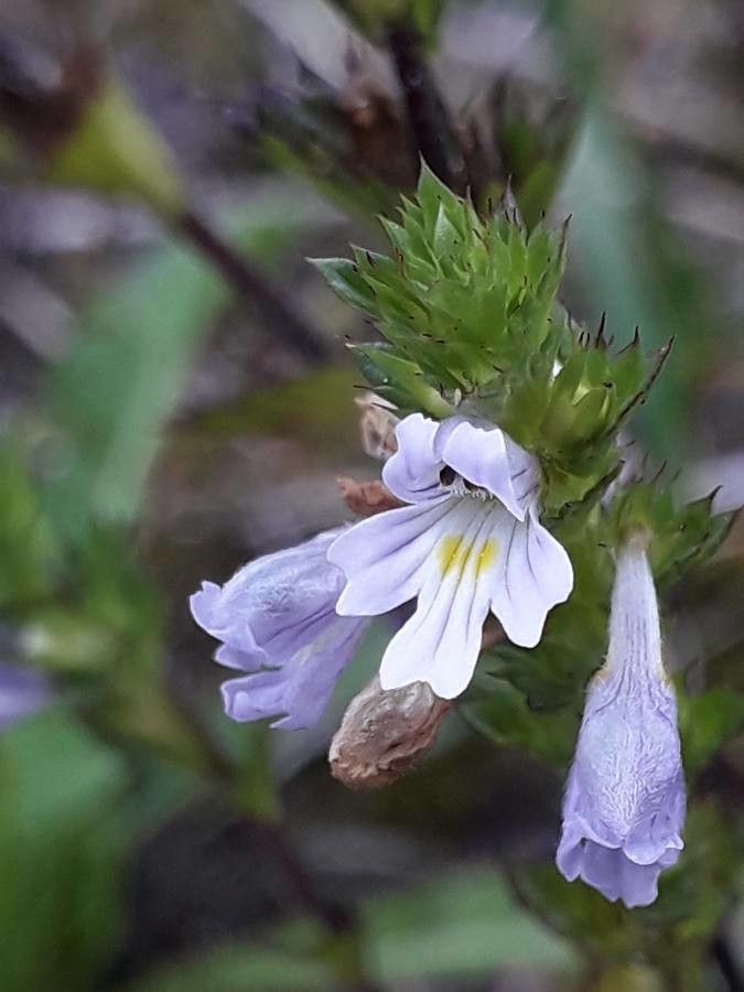 Euphrasia alpina flower