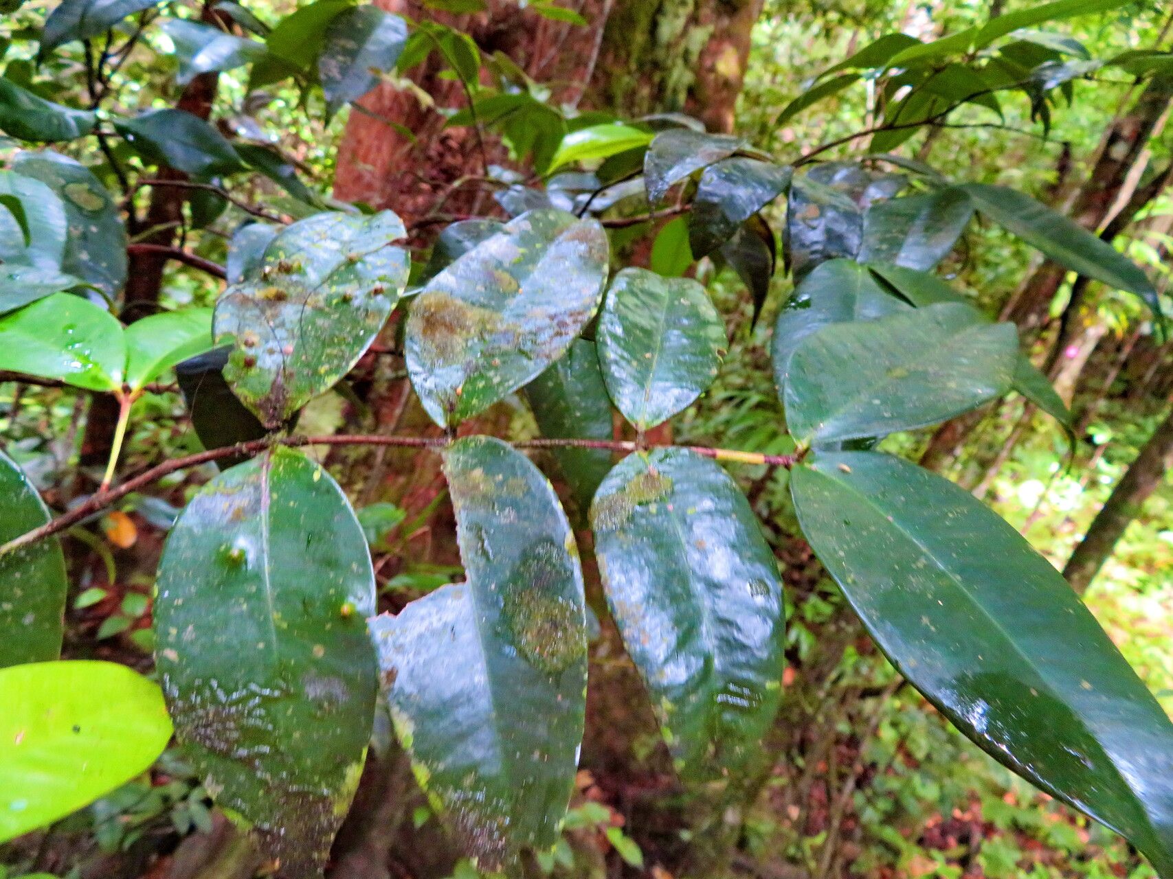 Sloanea caribaea — houseplant care guide