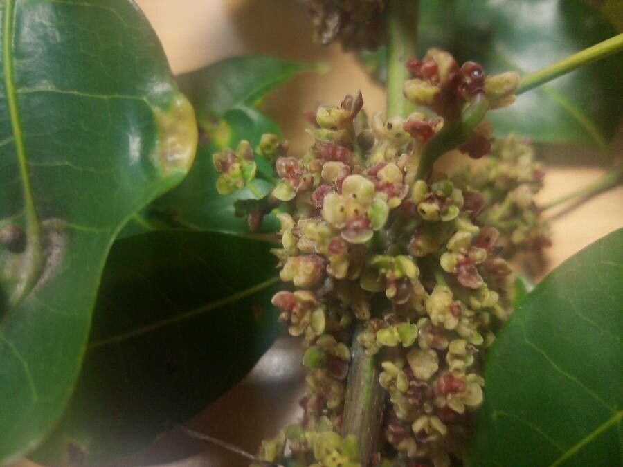 Protium heptaphyllum flower