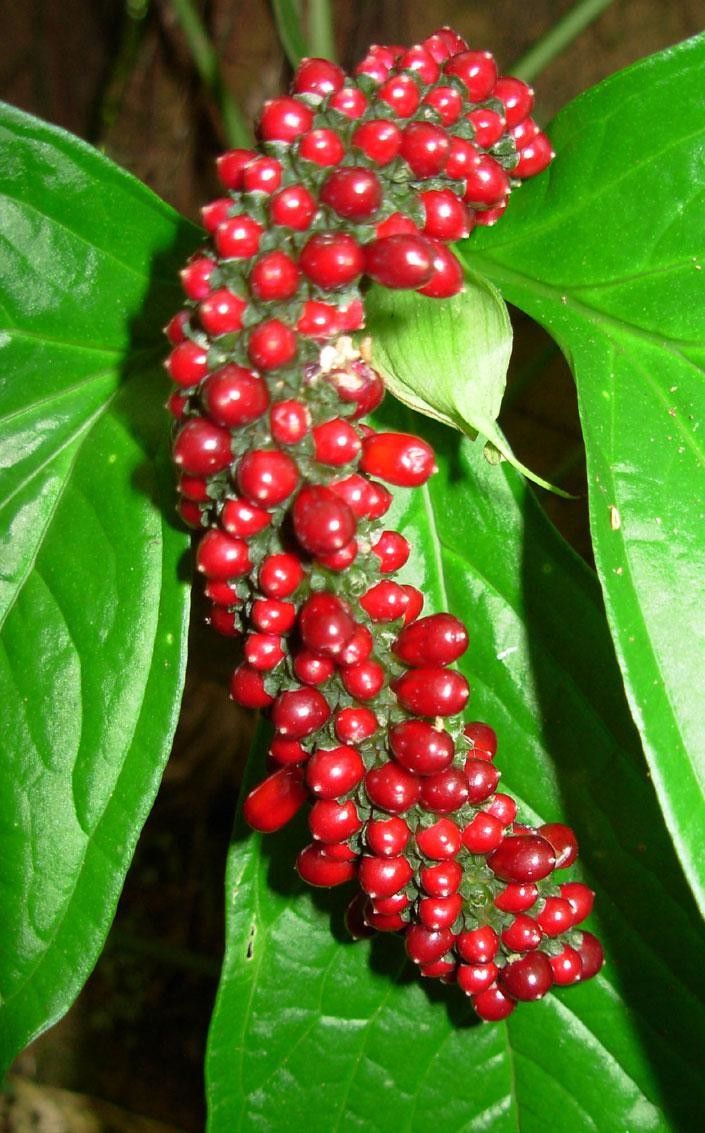 Anthurium trisectum fruit