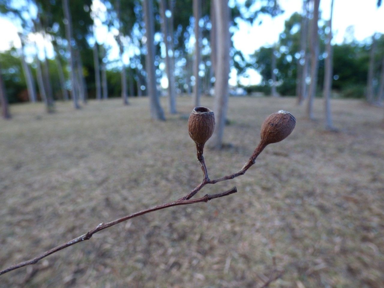 Eucalyptus citriodora fruit