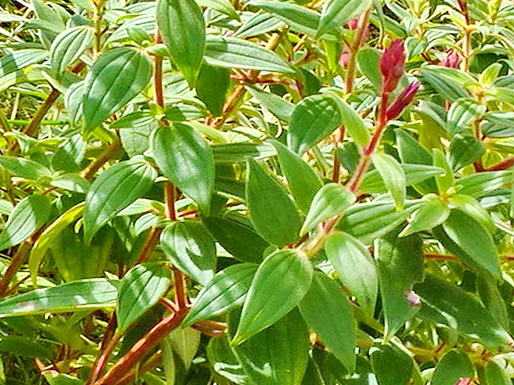 Guyonia jacquesii — related species from the same genus