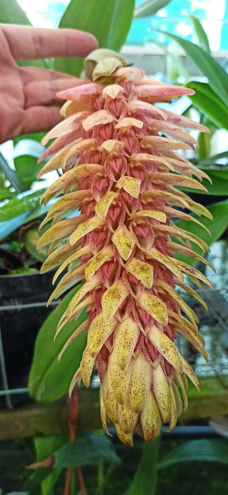 Bulbophyllum hamelinii — houseplant care guide