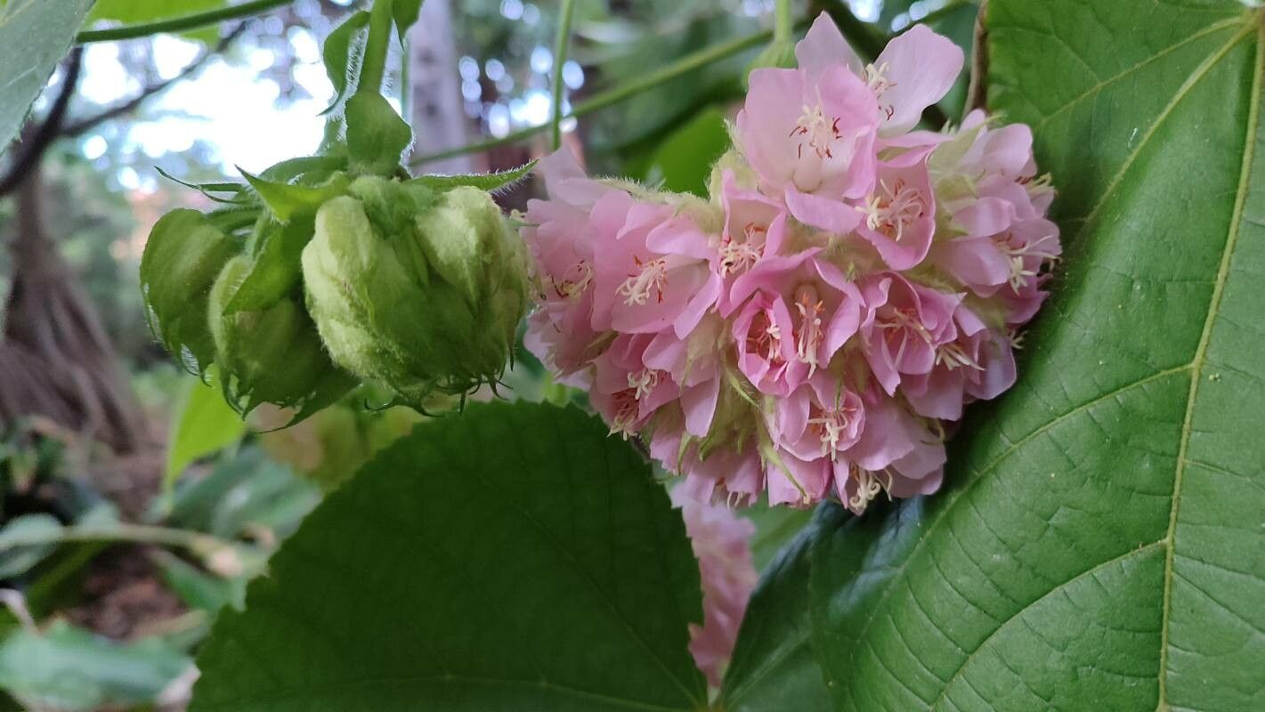 Dombeya × cayeuxii flower