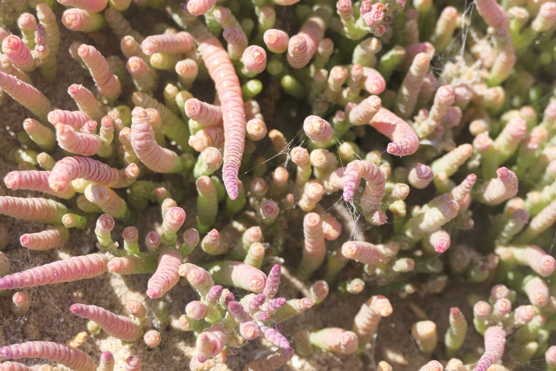 Salicornia natalensis habit