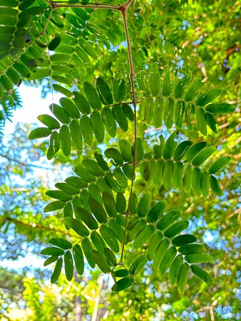 Plectrocarpa arborea leaf
