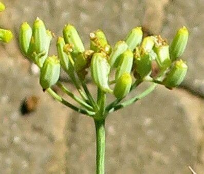 Ferula assa-foetida fruit