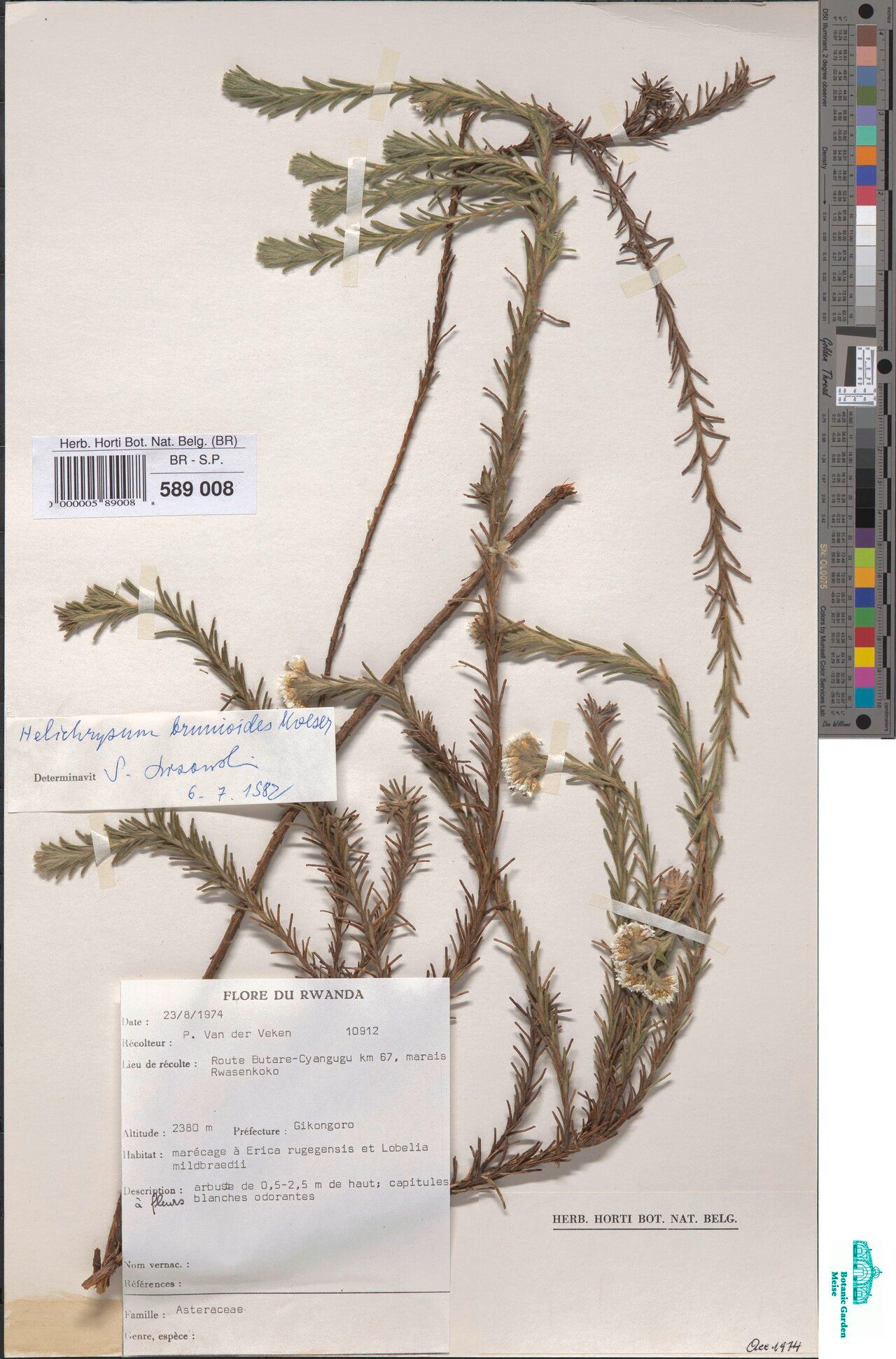 Helichrysum brunioides — search result for 'Helichrysum'