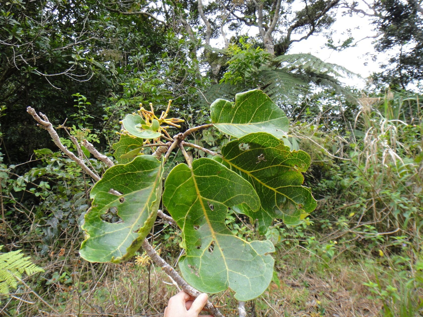 Kermadecia rotundifolia — related species from the same genus
