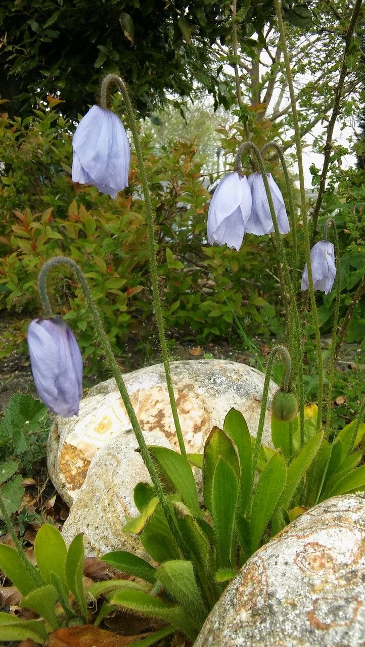 Meconopsis quintuplinervia habit