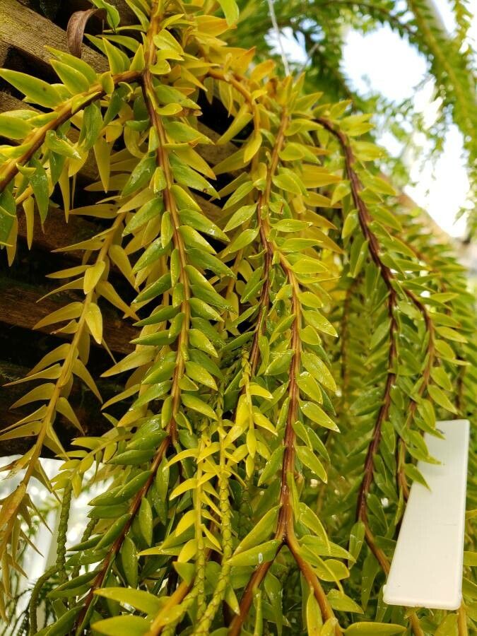 Huperzia feejeensis — search result for 'Huperzia'