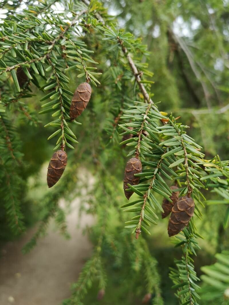 Tsuga heterophylla flower