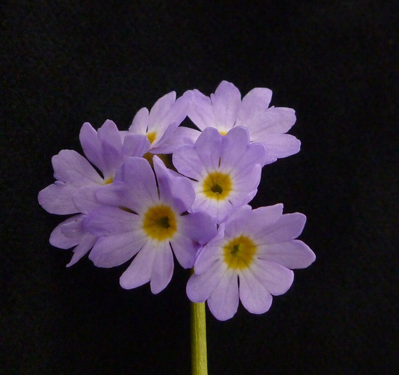 Primula elliptica flower