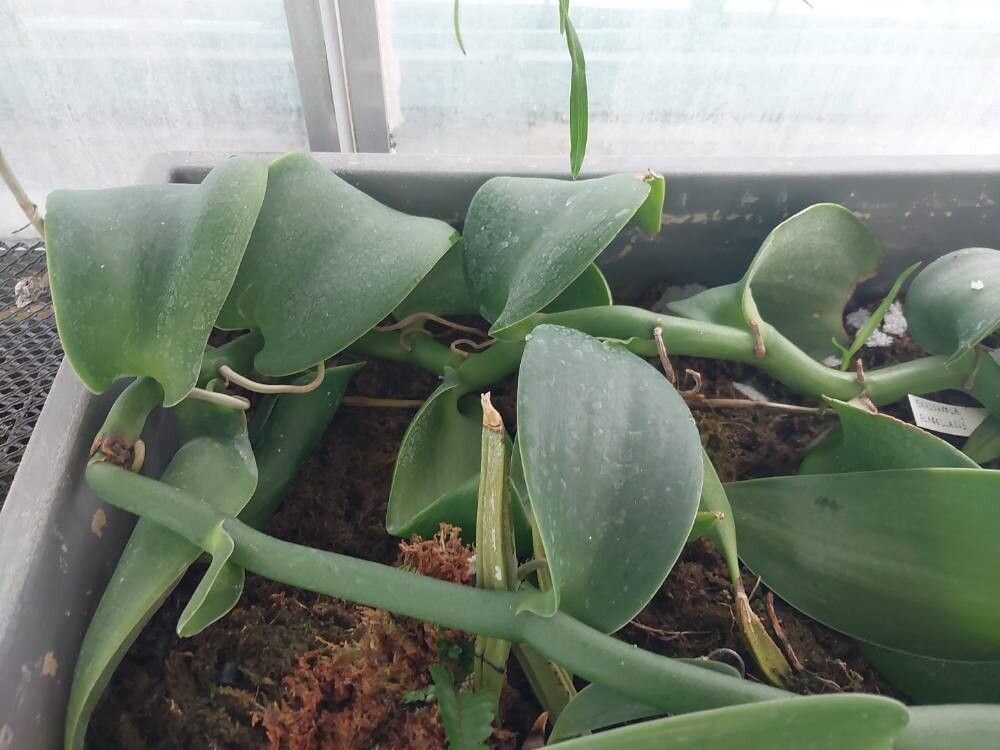 Brassavola flagellaris leaf