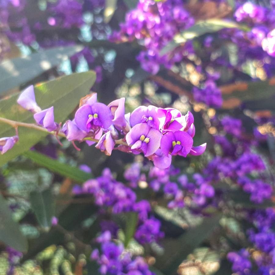 Hardenbergia violacea flower