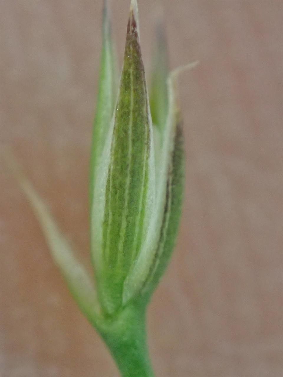 Bufonia paniculata — related species from the same genus