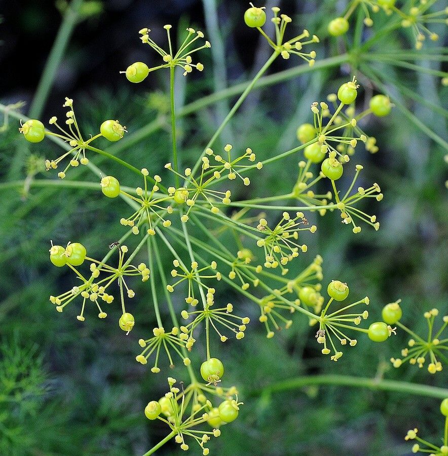 Peucedanum officinale flower