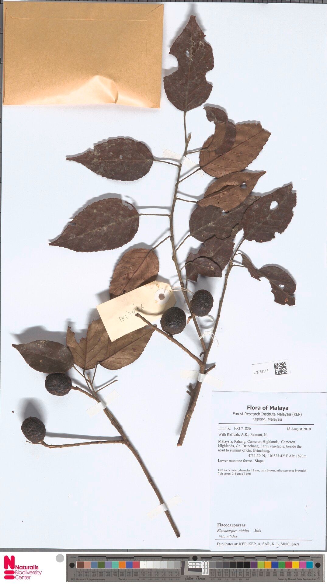 Elaeocarpus nitidus — houseplant care guide