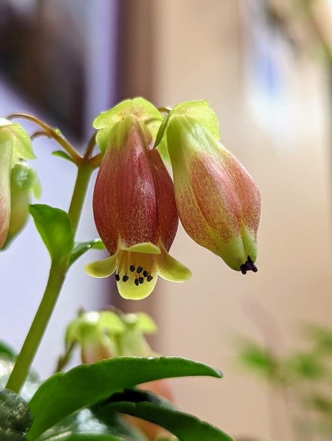 Kalanchoe miniata flower