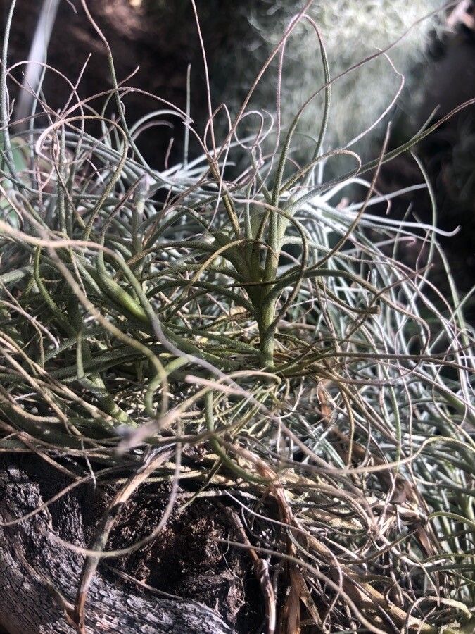 Tillandsia mallemontii leaf