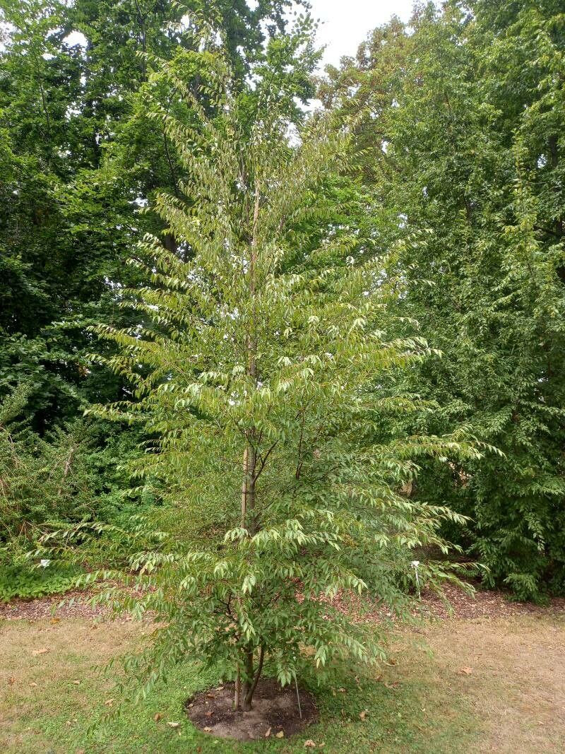 Carpinus kawakamii habit