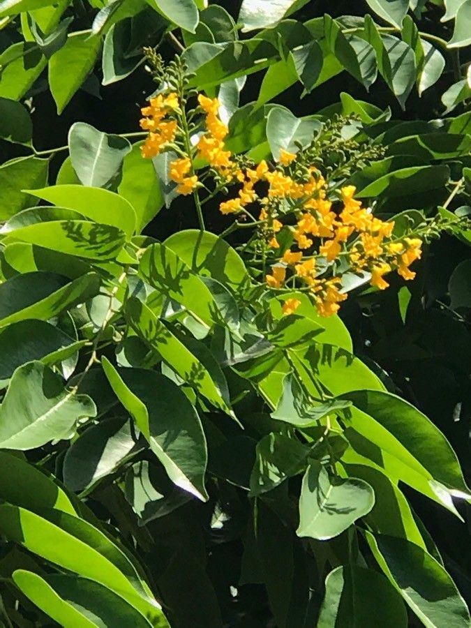 Pterocarpus rotundifolius flower