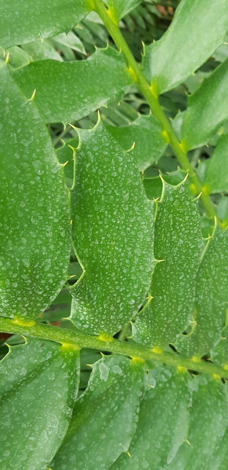 Encephalartos ferox — search result for 'Zamiaceae'