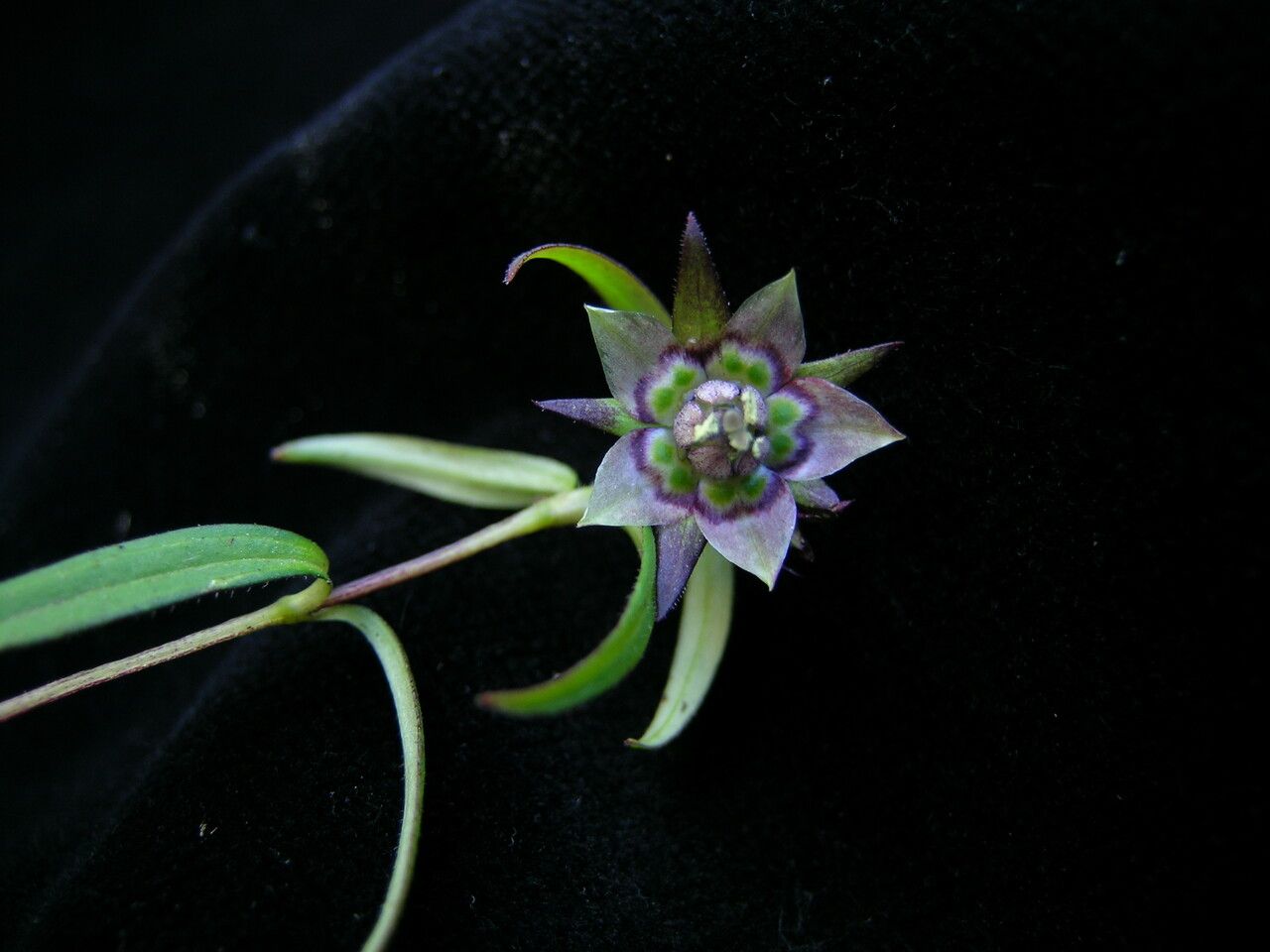 Swertia paniculata — houseplant care guide