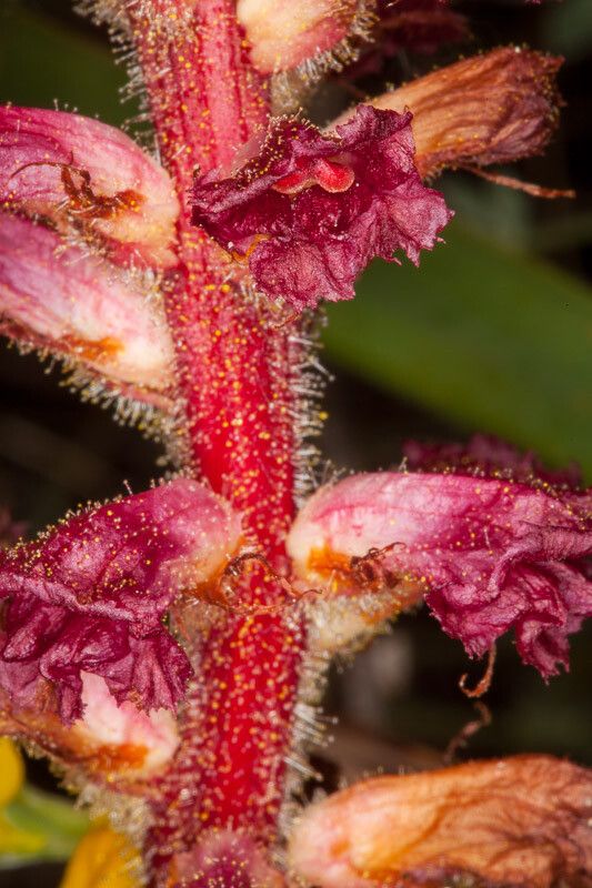 Orobanche sanguinea flower