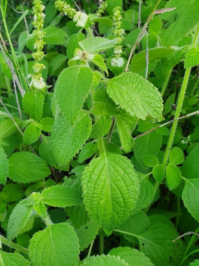 Platostoma hildebrandtii leaf