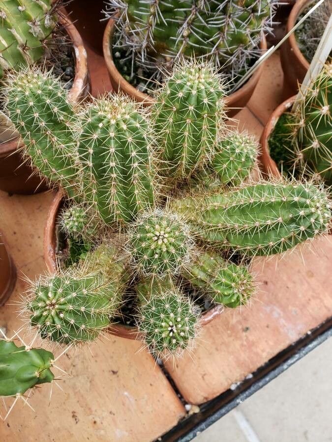 Echinocereus ortegae habit