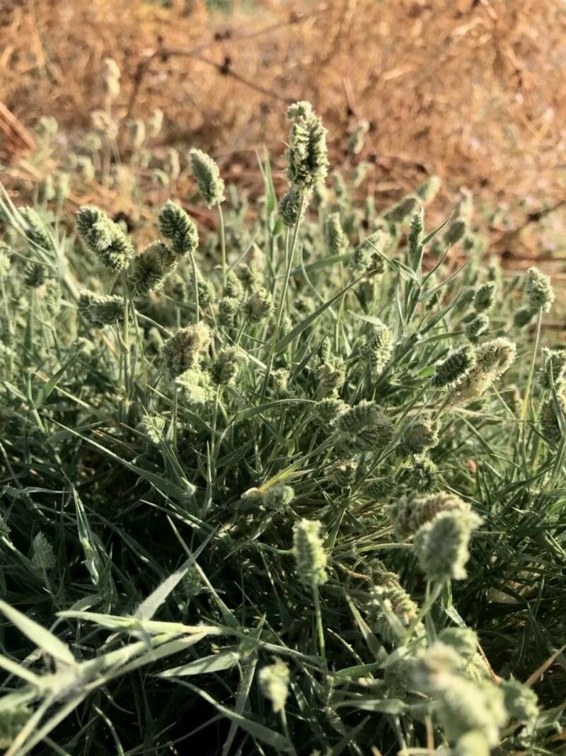 Aeluropus lagopoides habit