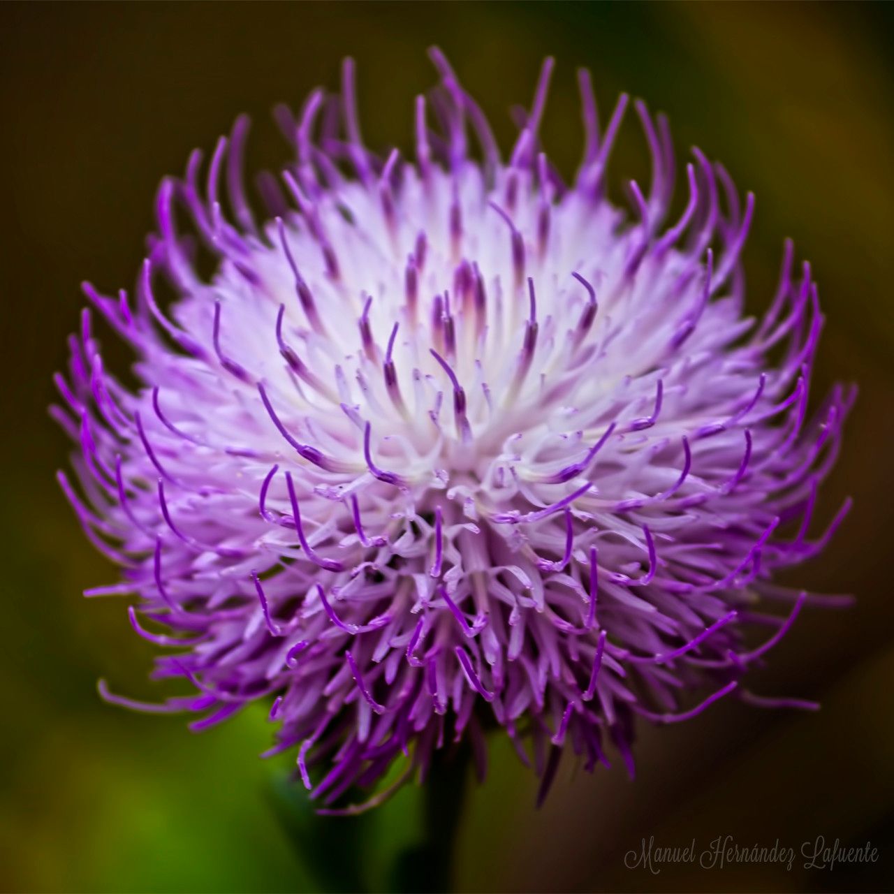 Cheirolophus canariensis — related species from the same genus