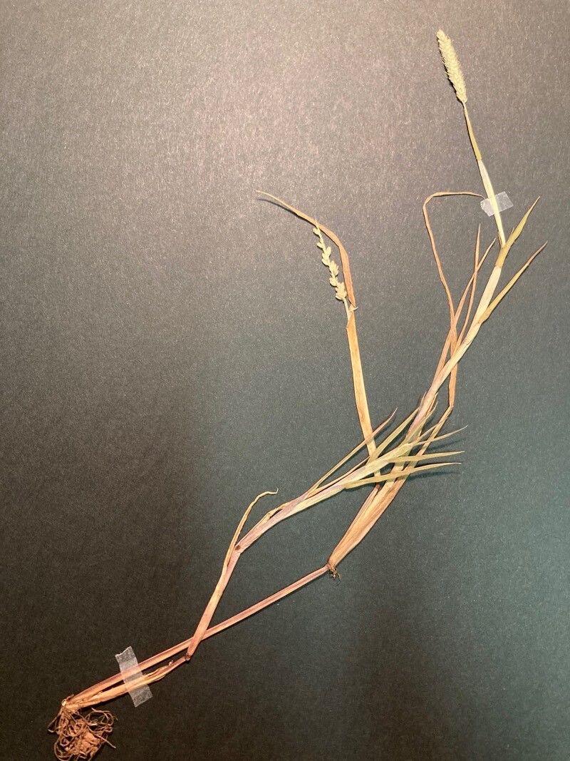 Alopecurus aequalis — related species from the same genus