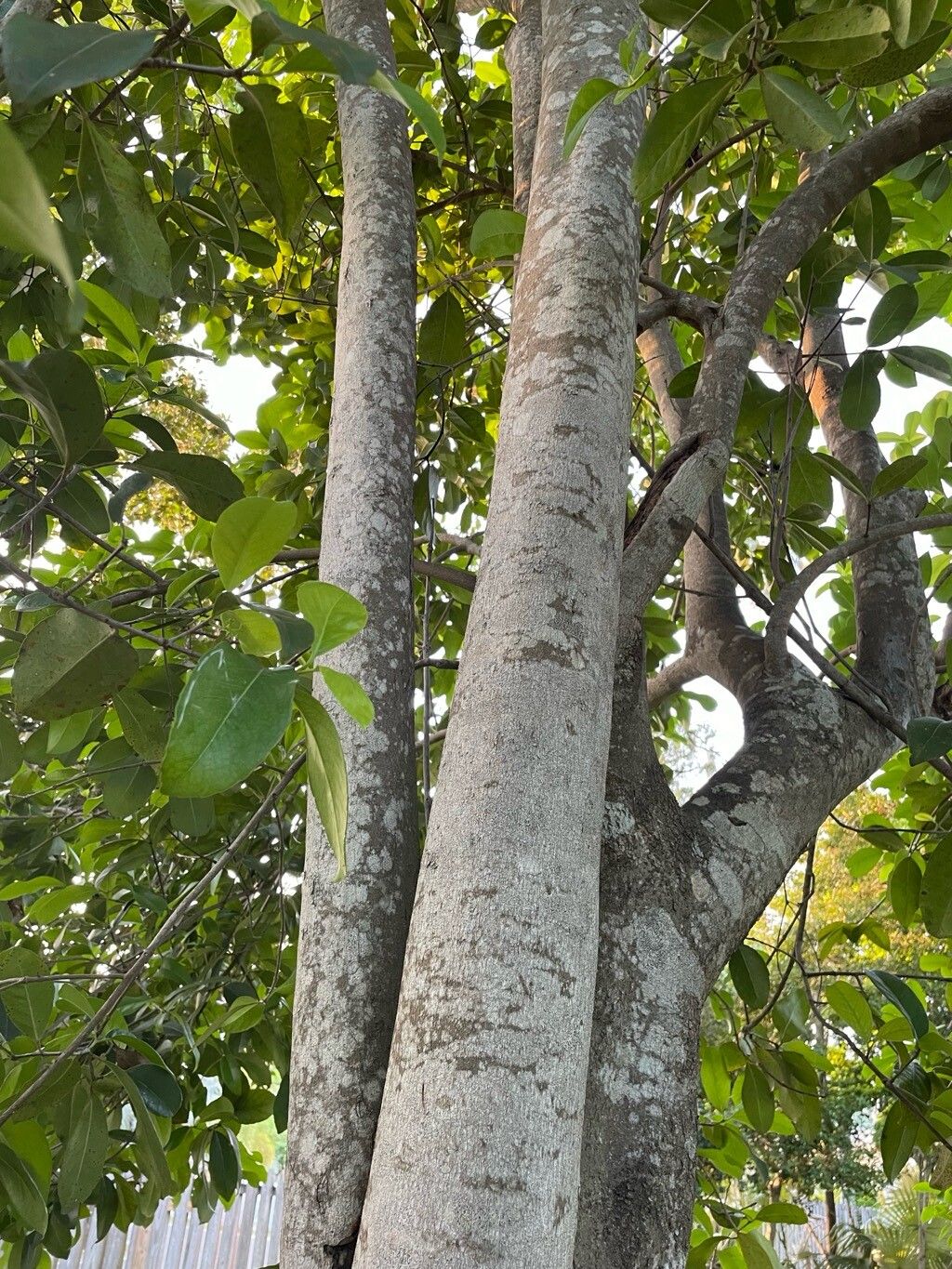 Elaeodendron xylocarpum bark